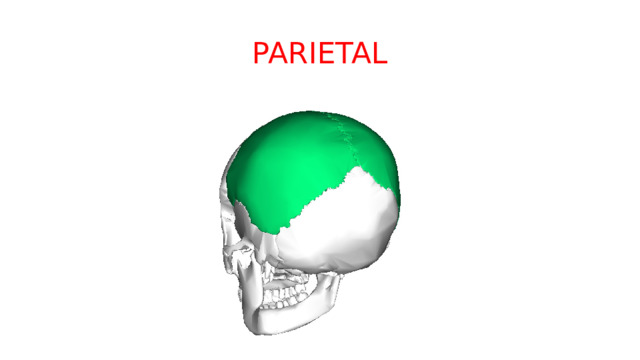 PARIETAL 