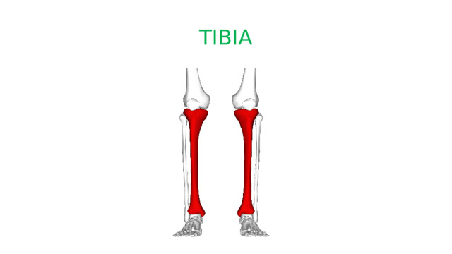 TIBIA 