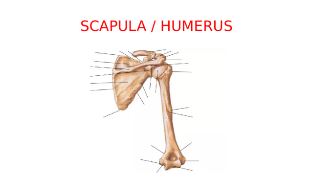 SCAPULA / HUMERUS 