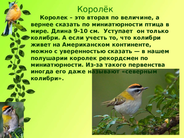 Королёк  Королек – это вторая по величине, а вернее сказать по миниатюрности птица в мире. Длина 9-10 см. Уступает он только колибри. А если учесть то, что колибри живет на Американском континенте, можно с уверенностью сказать — в нашем полушарии королек рекордсмен по миниатюрности. Из-за такого первенства иногда его даже называют «северным колибри». 