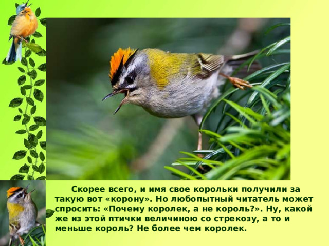  Скорее всего, и имя свое корольки получили за такую вот «корону». Но любопытный читатель может спросить: «Почему королек, а не король?». Ну, какой же из этой птички величиною со стрекозу, а то и меньше король? Не более чем королек. 