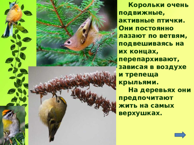 Корольки очень подвижные, активные птички. Они постоянно лазают по ветвям, подвешиваясь на их концах, перепархивают, зависая в воздухе и трепеща крыльями. На деревьях они предпочитают жить на самых верхушках. 