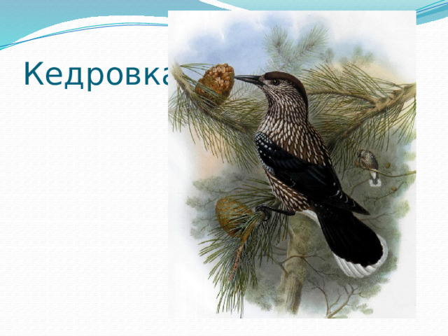Кедровка 