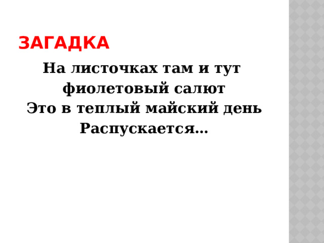 Загадка На листочках там и тут фиолетовый салют Это в теплый майский день Распускается… 