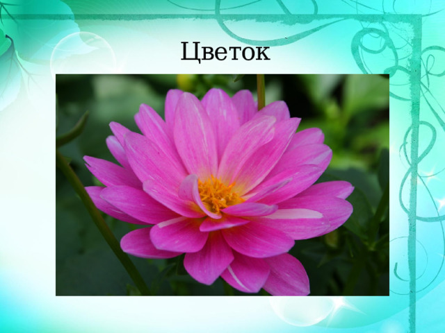  Цветок 