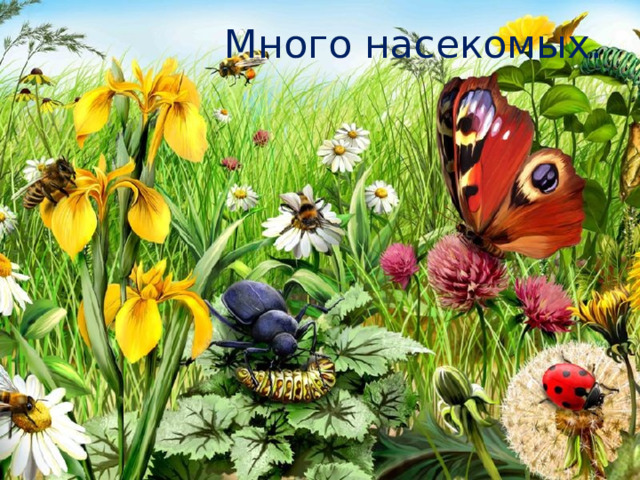 Много насекомых. 