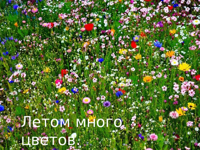 Летом много цветов. 
