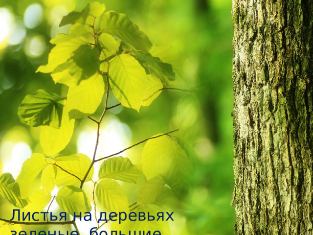 Листья на деревьях зеленые ,большие. 