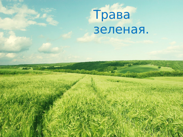 Трава зеленая. 