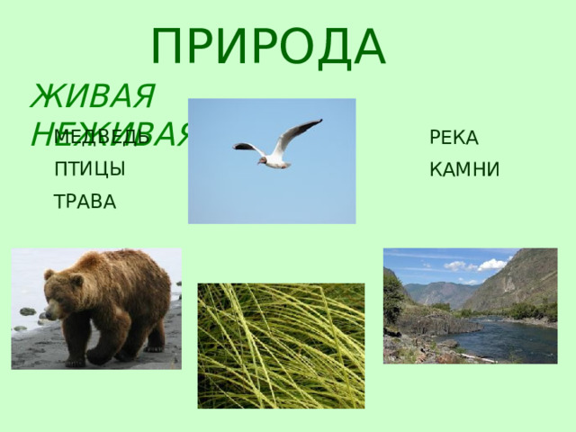ПРИРОДА ЖИВАЯ   НЕЖИВАЯ МЕДВЕДЬ ПТИЦЫ ТРАВА РЕКА КАМНИ  