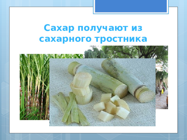 Сахар получают из сахарного тростника 