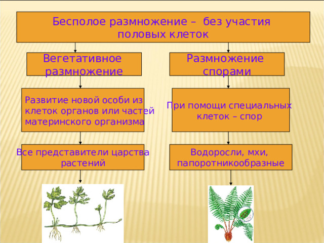 Бесполое размножение – без участия половых клеток Размножение спорами Вегетативное размножение При помощи специальных клеток – спор Развитие новой особи из клеток органов или частей материнского организма  Все представители царства растений Водоросли, мхи, папоротникообразные 
