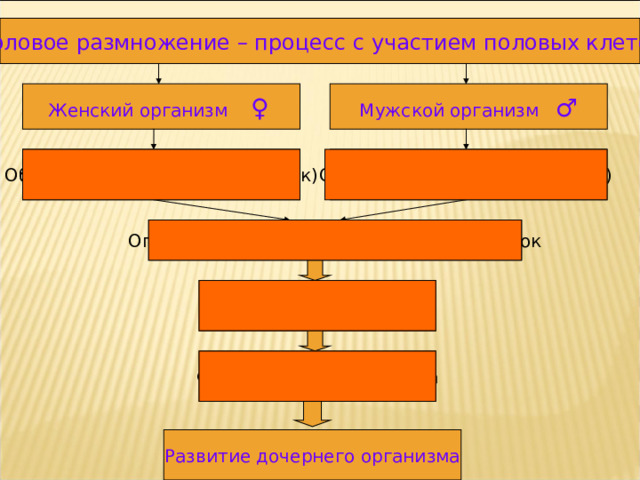Половое размножение – процесс с участием половых клеток Женский организм ♀  Мужской организм ♂ Образование гамет (спермиев) Образование гамет (яйцеклеток) Оплодотворение – слияние половых клеток Образование зиготы Формирование зародыша Развитие дочернего организма 