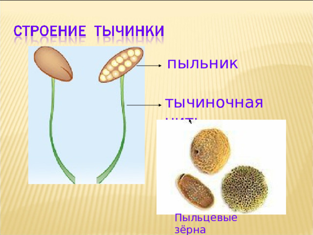 пыльник тычиночная  нить Пыльцевые зёрна 