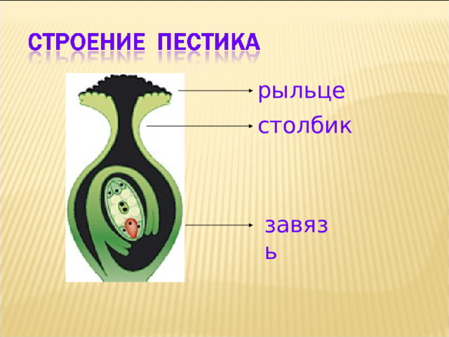 рыльце столбик завязь 