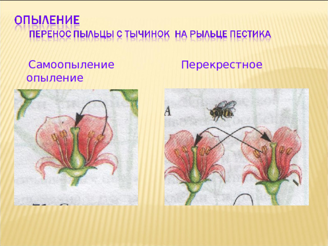  Самоопыление Перекрестное опыление 