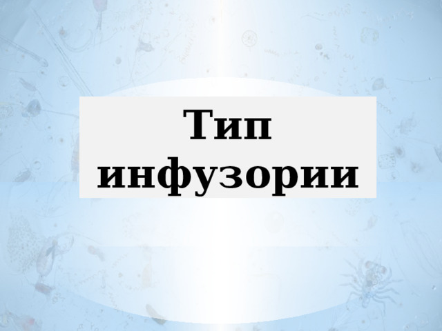 Тип инфузории 