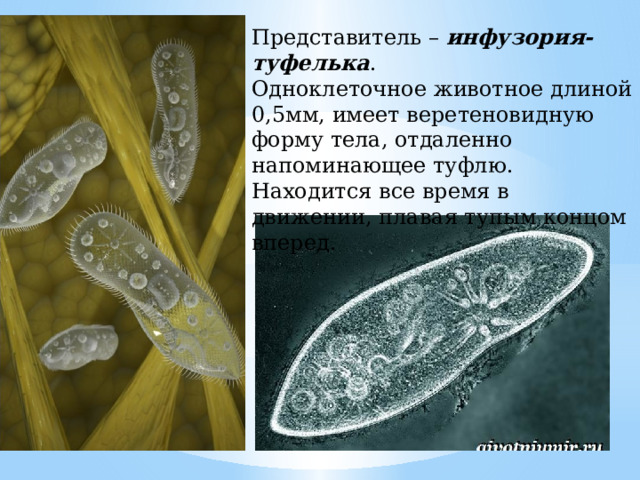 Представитель – инфузория-туфелька . Одноклеточное животное длиной 0,5мм, имеет веретеновидную форму тела, отдаленно напоминающее туфлю. Находится все время в движении, плавая тупым концом вперед. 