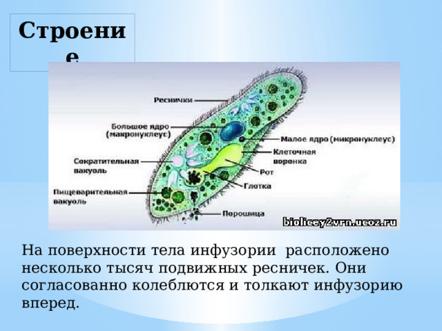 Строение На поверхности тела инфузории расположено несколько тысяч подвижных ресничек. Они согласованно колеблются и толкают инфузорию вперед. 