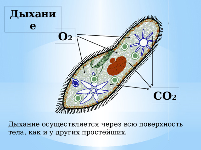 Дыхание О 2 СО 2 Дыхание осуществляется через всю поверхность тела, как и у других простейших. 