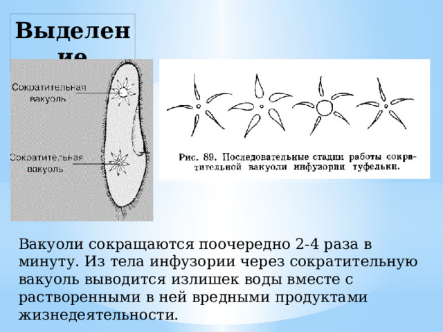 Выделение Вакуоли сокращаются поочередно 2-4 раза в минуту. Из тела инфузории через сократительную вакуоль выводится излишек воды вместе с растворенными в ней вредными продуктами жизнедеятельности. 