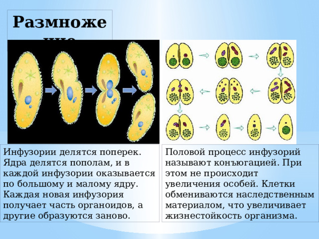 Размножение Инфузории делятся поперек. Ядра делятся пополам, и в каждой инфузории оказывается по большому и малому ядру. Каждая новая инфузория получает часть органоидов, а другие образуются заново. Половой процесс инфузорий называют конъюгацией. При этом не происходит увеличения особей. Клетки обмениваются наследственным материалом, что увеличивает жизнестойкость организма. 