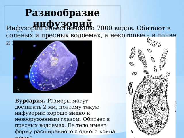 Разнообразие инфузорий Инфузорий известно около 7000 видов. Обитают в соленых и пресных водоемах, а некоторые – в почве и мхах. Бурсария. Размеры могут достигать 2 мм, поэтому такую инфузорию хорошо видно и невооруженным глазом. Обитает в пресных водоемах. Ее тело имеет форму расширенного с одного конца мешка. 