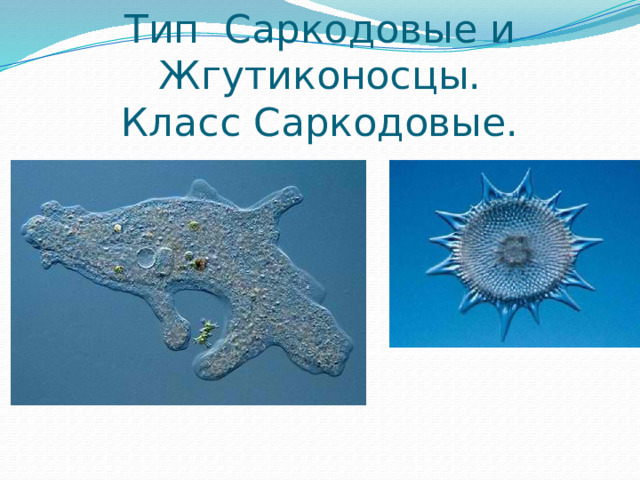 Тип Саркодовые и Жгутиконосцы.  Класс Саркодовые. 