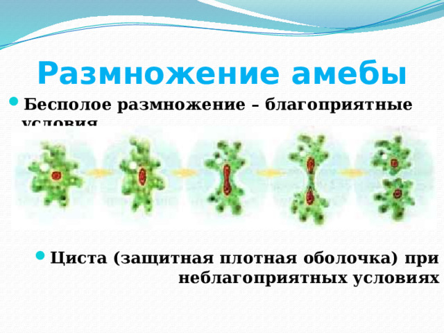 Размножение амебы Бесполое размножение – благоприятные условия.      Циста (защитная плотная оболочка) при неблагоприятных условиях 