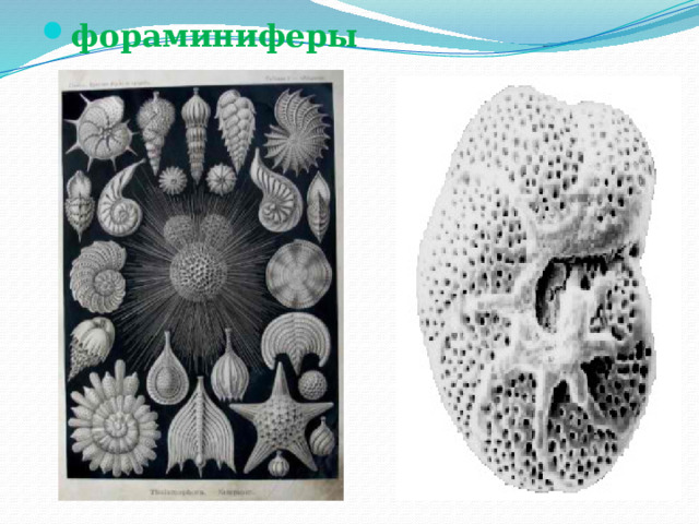 фораминиферы 