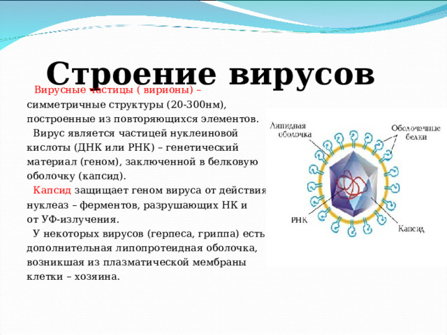 Строение вирусов  Вирусные частицы ( вирионы) – симметричные структуры (20-300нм), построенные из повторяющихся элементов.  Вирус является частицей нуклеиновой кислоты (ДНК или РНК) – генетический материал (геном), заключенной в белковую оболочку (капсид).  Капсид  защищает геном вируса от действия нуклеаз – ферментов, разрушающих НК и от УФ-излучения.  У некоторых вирусов (герпеса, гриппа) есть дополнительная липопротеидная оболочка, возникшая из плазматической мембраны клетки – хозяина. 