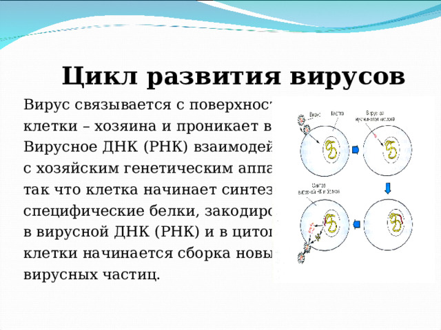  Цикл развития вирусов Вирус связывается с поверхностью клетки – хозяина и проникает внутрь. Вирусное ДНК (РНК) взаимодействует с хозяйским генетическим аппаратом, так что клетка начинает синтезировать специфические белки, закодированные в вирусной ДНК (РНК) и в цитоплазме клетки начинается сборка новых вирусных частиц. 