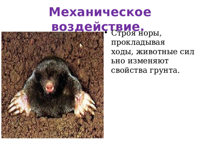 Механическое воздействие.  Строя норы, прокладывая ходы, животные сильно изменяют свойства грунта. 
