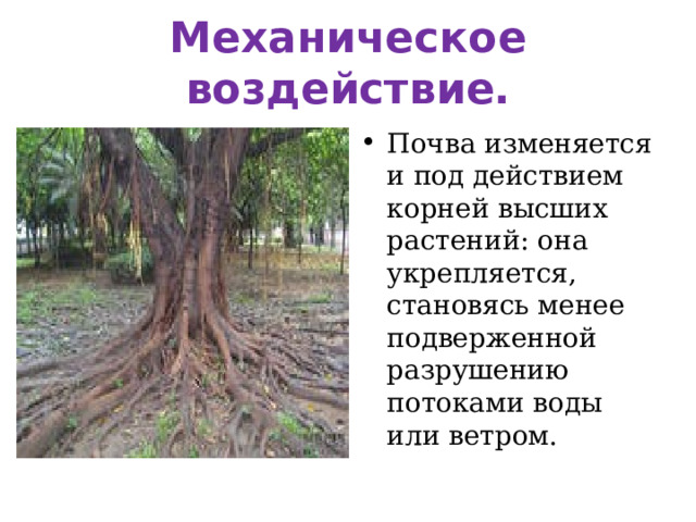 Механическое воздействие. Почва изменяется и под действием корней высших растений: она укрепляется, становясь менее подверженной разрушению потоками воды или ветром.  