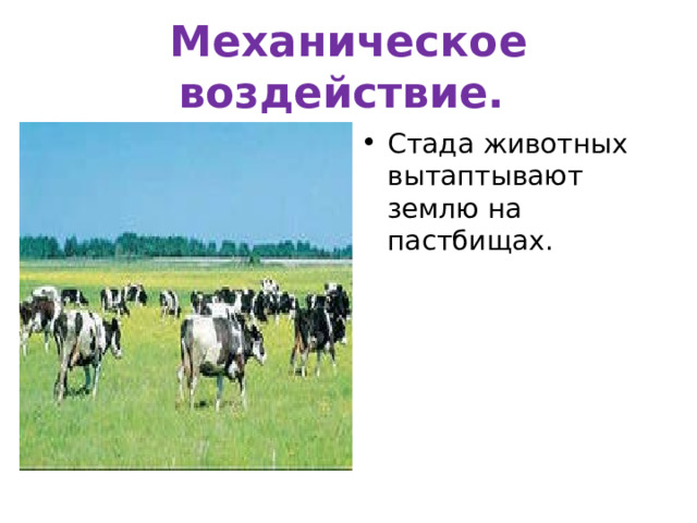 Механическое воздействие.  Стада животных вытаптывают землю на пастбищах. 