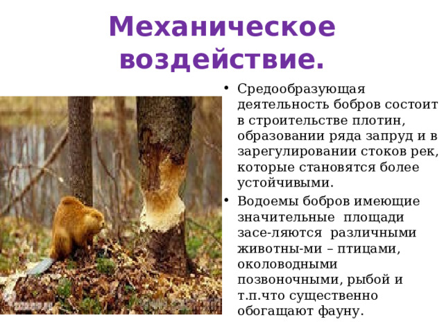 Механическое воздействие. Средообразующая деятельность бобров состоит в строительстве плотин, образовании ряда запруд и в зарегулировании стоков рек, которые становятся более устойчивыми. Водоемы бобров имеющие значительные  площади  засе-ляются  различными  животны-ми – птицами, околоводными позвоночными, рыбой и т.п.что существенно обогащают фауну. 