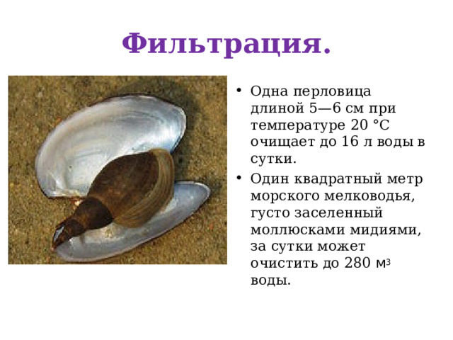 Фильтрация. Одна перловица длиной 5—6 см при температуре 20 °С очищает до 16 л воды в сутки. Один квадратный метр морского мелководья, густо заселенный моллюсками мидиями, за сутки может очистить до 280 м 3 воды. 