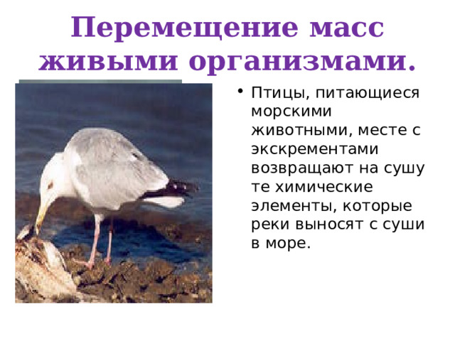Перемещение масс живыми организмами. Птицы, питающиеся морскими животными, месте с экскрементами возвращают на сушу те химические элементы, которые реки выносят с суши в море. 