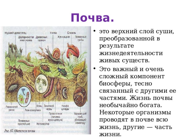 Почва. это верхний слой суши, преобразованной в результате жизнедеятельности живых существ. Это важный и очень сложный компонент биосферы, тесно связанный с другими ее частями. Жизнь почвы необычайно богата. Некоторые организмы проводят в почве всю жизнь, другие — часть жизни. 