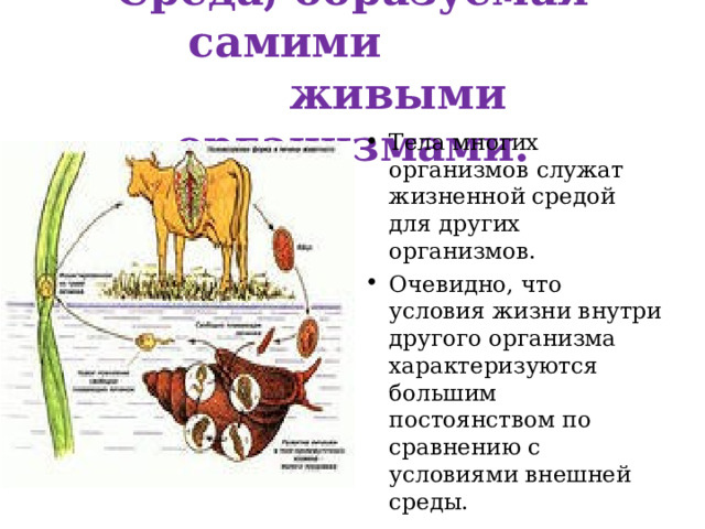  Среда, образуемая самими  живыми организмами.   Тела многих организмов служат жизненной средой для других организмов. Очевидно, что условия жизни внутри другого организма характеризуются большим постоянством по сравнению с условиями внешней среды. 