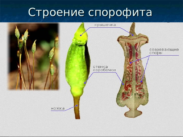 Строение спорофита 