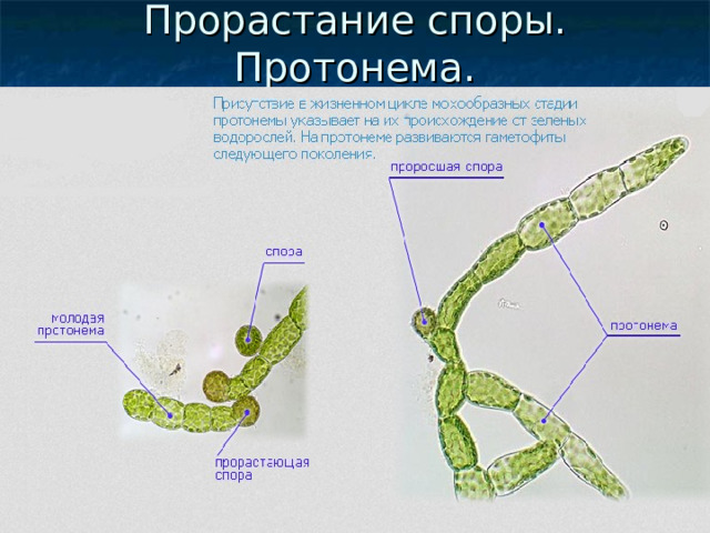 Прорастание споры. Протонема. 