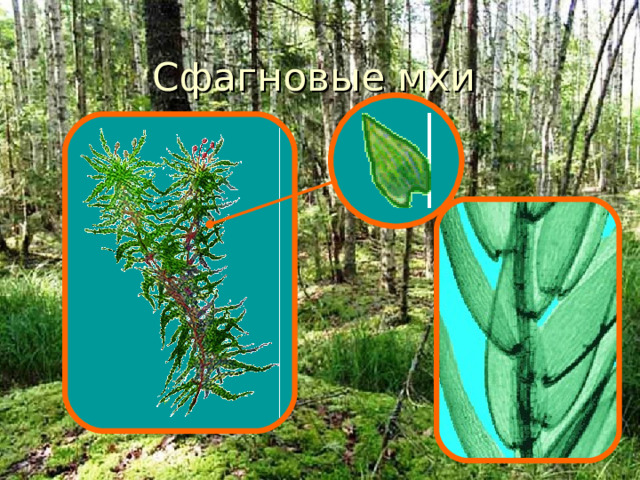 Сфагновые мхи  Особую группу среди мхов составляют сфагновые мхи. В нее входит свыше 300 видов растений Сфагновые мхи встречаются на всех материках. На территории России их около 40 видов. Особенно толстый и упругий ковер образуют сфагновые мхи. Они растут на болотах, и сами способствуют заболачиванию местности. Растения сфагнума так плотно прилегают друг к другу, что вовсе не могут упасть. Нижние части их стеблей погружены в воду болота. Какой вывод мы с тобой можем сделать? Сфагнуму не только корни, даже ризоиды не нужны. Глядя на сфагнум, ты, наверное, думаешь, что у него, так же как и у кукушкина льна, на стебле расположены листочки. Нет, это боковые веточки. А вот они уже покрыты маленькими листочками-чешуйками.  Интересно, какое строение имеет такой крошка-листочек. Что-то жилок в нем не видно. Давай возьмем с микроскоп и рассмотрим его при увеличении.  16 