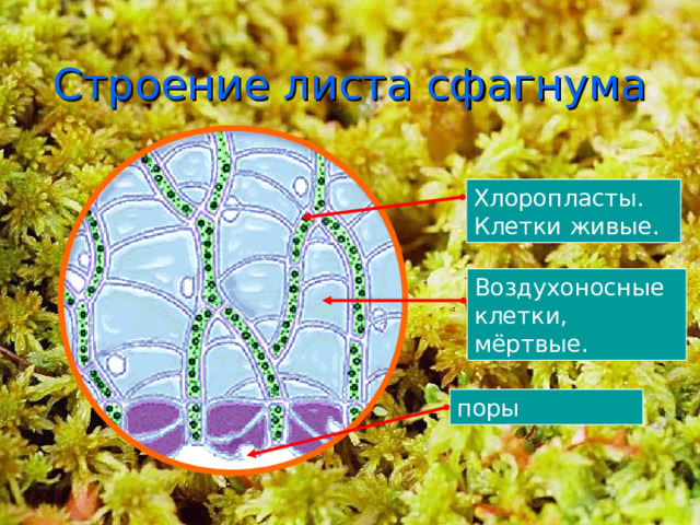 Строение листа сфагнума Хлоропласты. Клетки живые. Воздухоносные клетки, мёртвые. Чудеса! Неужели это лист?! Он же совсем не такой, какие мы с тобой рассматривали у других растений. Вот эта тонкая зеленая сеточка - не жилки Она образована вытянутыми клетками, в которых хорошо видны зеленые зерна хлоропластов. Давай рассматривать лист дальше. Вот большущие клетки-пузыри. Каждая расположена в ячейке из пяти - семи зеленых клеток. Это воздухоносные клетки. Они могут заполняться либо водой, либо воздухом.  Сфагнум может впитать воды в 25 раз больше собственного сухого веса!  Когда влаги становится недостаточно, вода из клеток испаряется, мох высыхает, становится почти белым, но не погибает. Как только болото вновь наполняется водой, влага начинает поступать в воздухоносные клетки через поры в их оболочках, и мох опять начинает расти. поры 16 18 