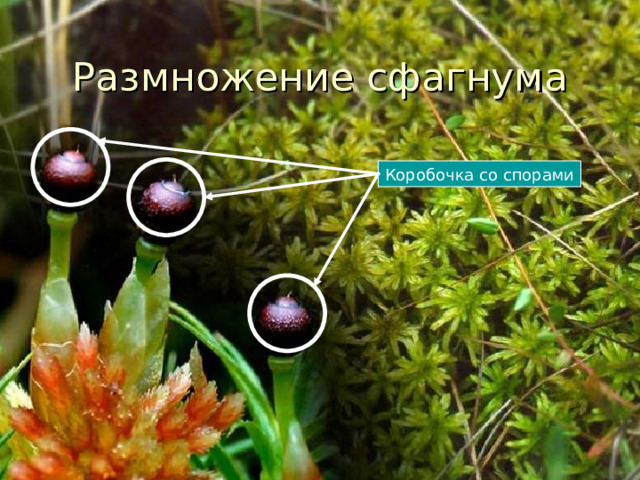 Размножение сфагнума Коробочка со спорами Размножается сфагнум так же, как и кукушкин пен - спорами. Споры созревают в коробочках на верхушках побегов. 18  