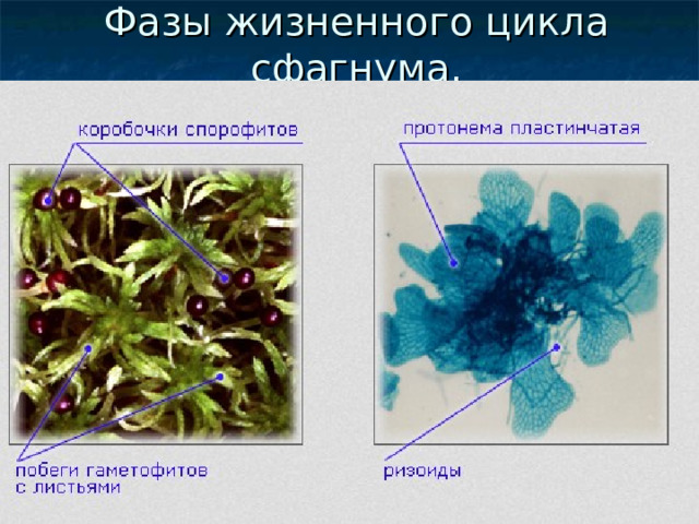 Фазы жизненного цикла сфагнума. 