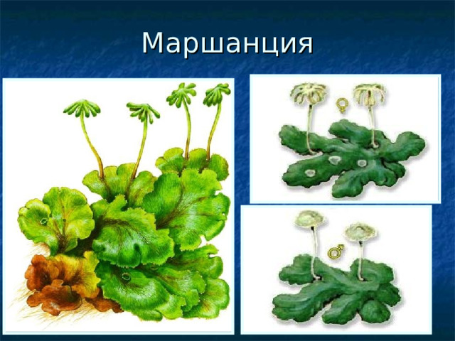 Маршанция Может быть, тебе доводилось видеть, как на старых забытых кострищах появляются странные зеленые пластинки. Они имеют волнистый край и немного ветвятся. Растут они, плотно прижавшись к земле, как бы ползут по ней. Вряд ли ты догадаешься, что это тоже мох. Но это правда. Так выглядит мох маршанция, который принадлежит к классу печеночных мхов или печеночников. Пластина этого мха прикрепляется к почве тонкими ризоидами, которые расположены с нижней ее стороны. На верхней стороне таллома на тоненьких высоких 