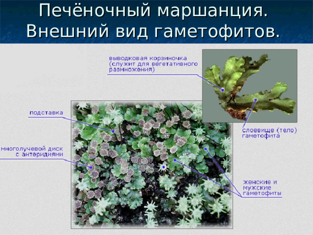 Печёночный маршанция. Внешний вид гаметофитов. 