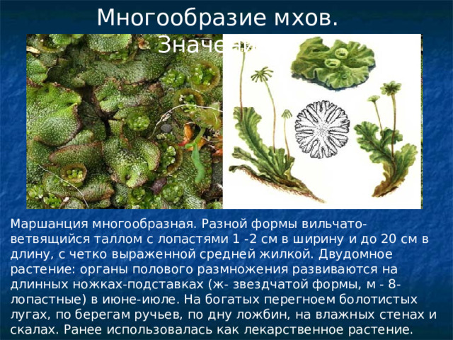 Многообразие мхов. Значение. Маршанция многообразная. Разной формы вильчато-ветвящийся таллом с лопастями 1 -2 см в ширину и до 20 см в длину, с четко выраженной средней жилкой. Двудомное растение: органы полового размножения развиваются на длинных ножках-подставках (ж- звездчатой формы, м - 8-лопастные) в июне-июле. На богатых перегноем болотистых лугах, по берегам ручьев, по дну ложбин, на влажных стенах и скалах. Ранее использовалась как лекарственное растение. 