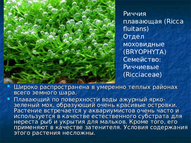 Риччия плавающая (Ricca fluitans) Отдел моховидные (BRYOPHYTA) Семейство: Риччиевые (Ricciaceae) Широко распространена в умеренно теплых районах всего земного шара. Плавающий по поверхности воды ажурный ярко-зеленый мох, образующий очень красивые островки. Растение встречается у аквариумистов очень часто и используется в качестве естественного субстрата для нереста рыб и укрытия для мальков. Кроме того, его применяют в качестве затенителя. Условия содержания этого растения несложны. 